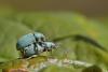 Phyllobius sp.